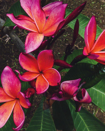 Plumeria "Vertigo" arancione (Frangipani, Pomelia) Fiore Tropicale in Vaso Giardino e giardinaggio/Giardinaggio/Piante da esterno/Fiori Maxbest Plants - Messina, Commerciovirtuoso.it