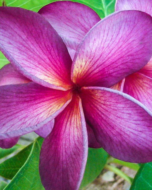 Plumeria Viola G viola (Frangipani, Pomelia) Fiore Tropicale in Vaso Giardino e giardinaggio/Giardinaggio/Piante da esterno/Fiori Maxbest Plants - Messina, Commerciovirtuoso.it