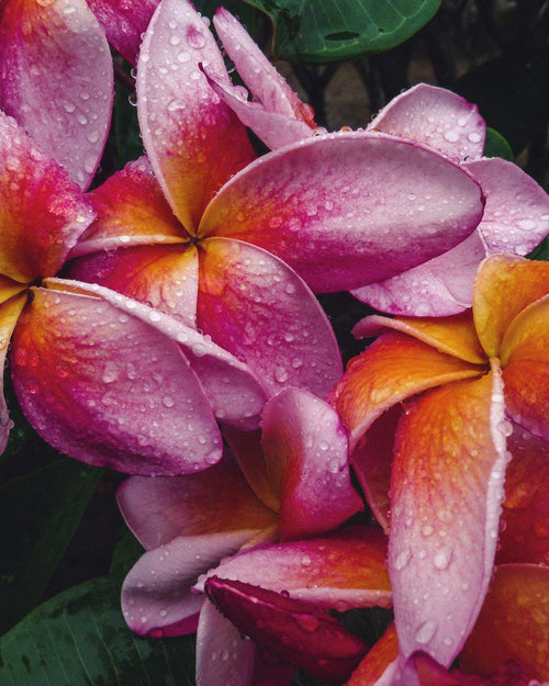 Plumeria Volare rosa (Frangipani, Pomelia) Fiore Tropicale in Vaso Giardino e giardinaggio/Giardinaggio/Piante da esterno/Fiori Maxbest Plants - Messina, Commerciovirtuoso.it