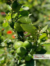 Lime Siciliano La Vallette - box 5kg a 3€/Kg Frutta di Stagione Az. Agricola ’’Il Melograno Peloritano’’ - Monforte San Giorgio, Commerciovirtuoso.it