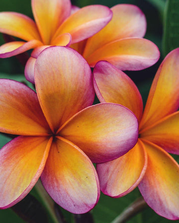 Plumeria "Wizard" rosa-gialla (Frangipani, Pomelia) Fiore Tropicale in Vaso Giardino e giardinaggio/Giardinaggio/Piante da esterno/Fiori Maxbest Plants - Messina, Commerciovirtuoso.it