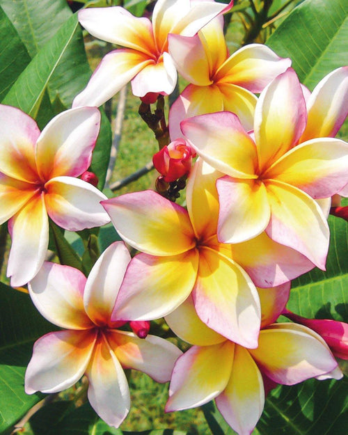 Plumeria Xanadu bianca-gialla (Frangipani, Pomelia) Fiore Tropicale in Vaso Giardino e giardinaggio/Giardinaggio/Piante da esterno/Fiori Maxbest Plants - Messina, Commerciovirtuoso.it
