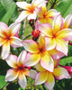 Plumeria "Xanadu" bianca-gialla (Frangipani, Pomelia) Fiore Tropicale in Vaso Giardino e giardinaggio/Giardinaggio/Piante da esterno/Fiori Maxbest Plants - Messina, Commerciovirtuoso.it