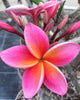 Plumeria "Xquisite" rosa (Frangipani, Pomelia) Pianta da Fiore Tropicale in Vaso Giardino e giardinaggio/Giardinaggio/Piante da esterno/Fiori Maxbest Plants - Messina, Commerciovirtuoso.it