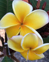 Plumeria Yellow Gina gialla (Frangipani, Pomelia) Pianta da Fiore Tropicale in Vaso Giardino e giardinaggio/Giardinaggio/Piante da esterno/Fiori Maxbest Plants - Messina, Commerciovirtuoso.it