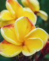 Plumeria Yelnique gialla (Frangipani, Pomelia) Pianta da Fiore Tropicale in Vaso Giardino e giardinaggio/Giardinaggio/Piante da esterno/Fiori Maxbest Plants - Messina, Commerciovirtuoso.it
