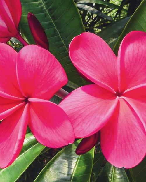 Plumeria Zona Rosa rosa (Frangipani, Pomelia) Pianta da Fiore Tropicale in Vaso Giardino e giardinaggio/Giardinaggio/Piante da esterno/Fiori Maxbest Plants - Messina, Commerciovirtuoso.it