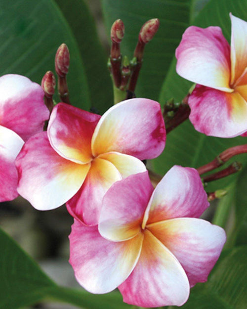 Plumeria Bliss rosa-bianca-gialla (Frangipani, Pomelia) Pianta da Fiore Tropicale in Vaso Giardino e giardinaggio/Giardinaggio/Piante da esterno/Fiori Maxbest Plants - Messina, Commerciovirtuoso.it