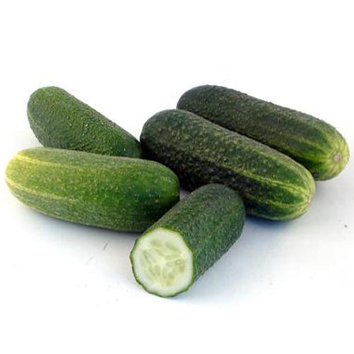 Semi di cetriolo Foggiano piante per orto e giardino Giardino e giardinaggio/Piante semi e bulbi/Piante da esterno/Vegetali La Zappa - Altamura, Commerciovirtuoso.it