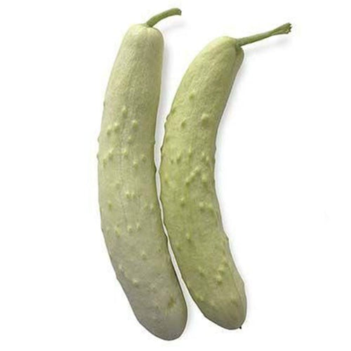 Semi di cetriolo Mezzo lungo bianco piante per orto e giardino Giardino e giardinaggio/Piante semi e bulbi/Piante da esterno/Vegetali La Zappa - Altamura, Commerciovirtuoso.it