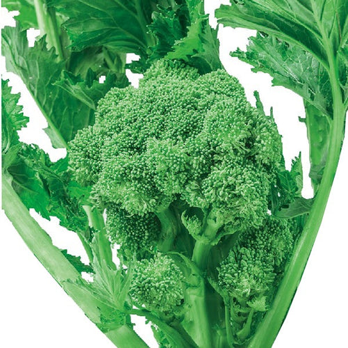Semi di cima di Rapa Leccese novantina piante per orto e giardino Giardino e giardinaggio/Piante semi e bulbi/Piante da esterno/Vegetali La Zappa - Altamura, Commerciovirtuoso.it