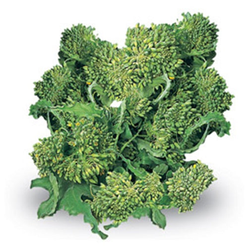 Semi di cima di Rapa Novantina riccia S.Marzano piante per orto e giardino Giardino e giardinaggio/Piante semi e bulbi/Piante da esterno/Vegetali La Zappa - Altamura, Commerciovirtuoso.it
