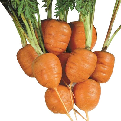 Semi di carota Pariser markt 4 piante per orto e giardino Giardino e giardinaggio/Piante semi e bulbi/Piante da esterno/Vegetali La Zappa - Altamura, Commerciovirtuoso.it