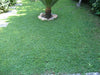 Seme Dichondra Repens tappeto erboso a bassa manutenzione quadrifoglio per aiuole Giardino e giardinaggio/Giardinaggio/Fertilizzanti e concimi/Fertilizzanti per il prato La Zappa - Altamura, Commerciovirtuoso.it