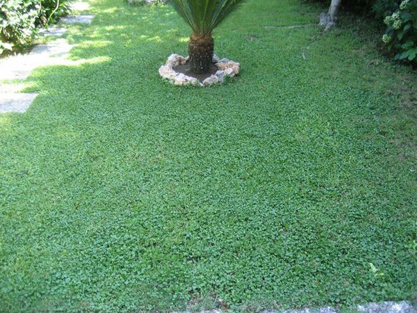 Seme "Dichondra Repens" tappeto erboso a bassa manutenzione quadrifoglio per aiuole Giardino e giardinaggio/Giardinaggio/Fertilizzanti e concimi/Fertilizzanti per il prato La Zappa - Altamura, Commerciovirtuoso.it