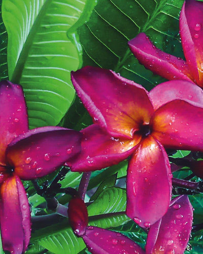 Plumeria imperial Arancione-Rosa (frangipani, Pomelia) Pianta Tropicale in Vaso Giardino e giardinaggio/Giardinaggio/Piante da esterno/Fiori Maxbest Plants - Messina, Commerciovirtuoso.it
