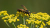Sacchetto scaccia vespe da appendere per alberi a forma di alveolare Giardino e giardinaggio/Giardinaggio/Prodotti fitosanitari e pesticidi/Insetticidi/Insetticidi da esterni/Api vespe e calabroni La Zappa - Altamura, Commerciovirtuoso.it