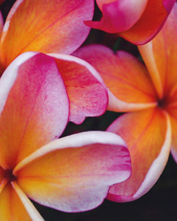 Plumeria "Penang Peach" arancione-rosa-bianca (Frangipani, Pomelia) Pianta da Fiore Tropicale in Vaso Giardino e giardinaggio/Giardinaggio/Piante da esterno/Fiori Maxbest Plants - Messina, Commerciovirtuoso.it