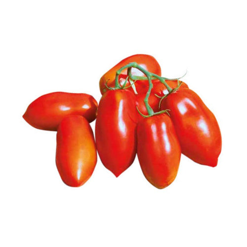 Semi di pomodoro San Marzano nano piante per orto e giardino coltivazione domestica e professionale Giardino e giardinaggio/Piante semi e bulbi/Piante da esterno/Vegetali La Zappa - Altamura, Commerciovirtuoso.it