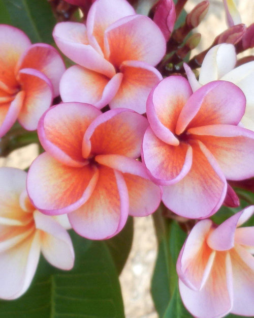 Plumeria Potpourri rosa-arancione (Frangipani, Pomelia) Pianta da Fiore Tropicale in Vaso Giardino e giardinaggio/Giardinaggio/Piante da esterno/Fiori Maxbest Plants - Messina, Commerciovirtuoso.it