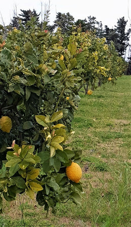 5/10 Kg. Limoni Biologici 100% Siciliani Raccolti a Mano Limone Primo Fiore di Sicilia Limoni biologici siciliani Azienda Agricola Secolo21 - Noto, Commerciovirtuoso.it